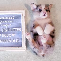 American Corgi and Pembroke Welsh Corgi Puppies from Whimsical Treasure Corgis
