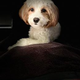 Companion Cross, Maltese, Morkie, and Yorkipoo All Grown Up from MC Kennels