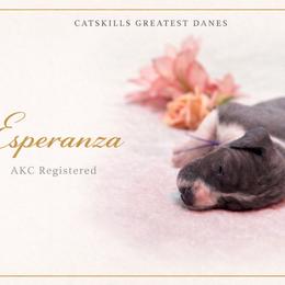 Esperanza - Blue and white female Great Dane puppy in Liberty, New York from Catskills Greatest Danes