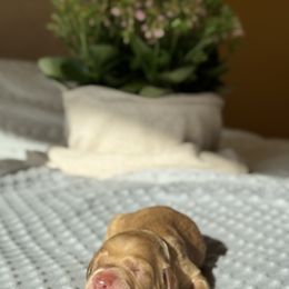 Goldendoodle Puppies from Royal Goldendoodle