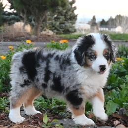 FIGG - Blue merle male Miniature American Shepherd puppy in Pasco, Washington from ROCK CREEK