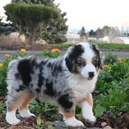 FIGG - Blue merle male Miniature American Shepherd puppy in Pasco, Washington from ROCK CREEK