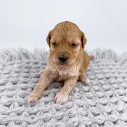 Sweater - Apricot female Goldendoodle puppy in Jamestown, Kentucky from Milk & Honey Doodles