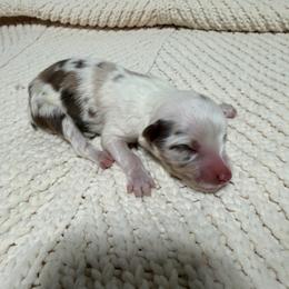 Boy 4 - Red merle male Miniature Australian Shepherd puppy in Olean, New York from Windy River Mini Aussie