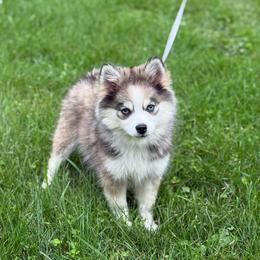 Poppy - Silver female Pomsky puppy in Lewiston, Minnesota from Family Pomsky