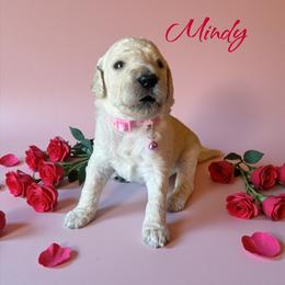 Mindy - Cream female Poodle puppy in Port Orange, Florida from Daytona’s Standard Poodles