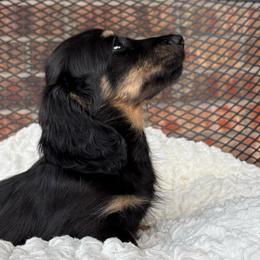 Boomer - Black and cream male Dachshund puppy in Norman, Oklahoma from Liberty Acres OK