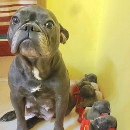 Wens - French Bulldog