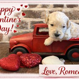 Romeo - Parti male Goldendoodle puppy in Social Circle, Georgia from Poppiedoodle Farms
