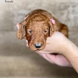 Ivey - Red  female Goldendoodle puppy in Abilene, Texas from Mesquite Kennels