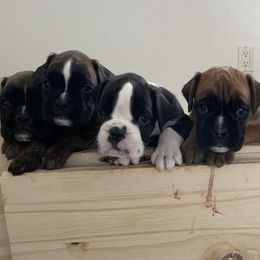 Boxers from Back Forty Boxers