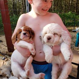 Clumber Spaniel and Irish Red and White Setter Puppies from NyaStar & Chequamegon
