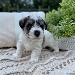 Giant Schnauzer and Miniature Schnauzer Puppies from Hillside Kennels