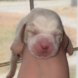 Orange Collar - Lemon and white male Basset Hound puppy in Callao, Virginia from Walk The Line Basset Hounds