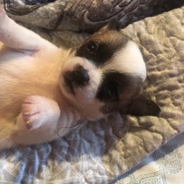 Timmy Martin - Chocolate and white male Chihuahua puppy in Amelia, Virginia from Pannell’s Precious Pups