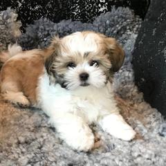 Mi-Ki Puppies from Rare Gem Mi-Ki’s LTD