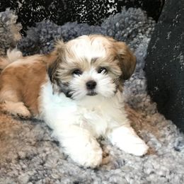 Mi-Ki Puppies from Rare Gem Mi-Ki’s LTD