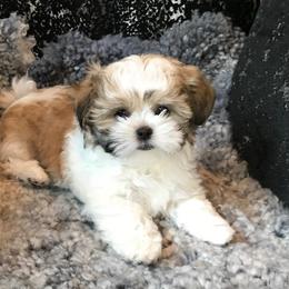 Mi-Ki Puppies from Rare Gem Mi-Ki’s LTD