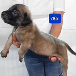 AKC PUP 785 - Fawn male Mastiff puppy in Ava, Missouri from Ozark Mountain Mastiffs