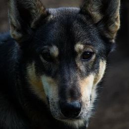 Gandolf - Alaskan Husky