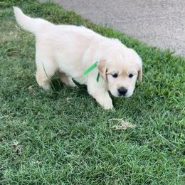 Mr. Green - Light golden male Golden Retriever puppy in Garland, Texas from Rangel Family Goldens