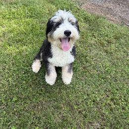 Bernie - Bernedoodle