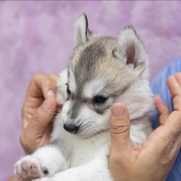 Twinkle - Gray and white female Siberian Husky puppy in North Miami, Florida from Kardrovi Siberians