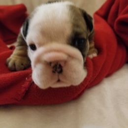English Bulldog and French Bulldog Puppies from Bullwrinklz