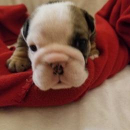 English Bulldog and French Bulldog Puppies from Bullwrinklz