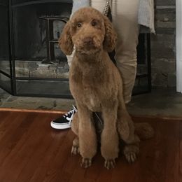 Winnie  - Poodle