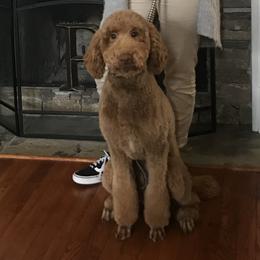 Winnie  - Poodle