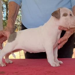 Male 3 - White male American Staffordshire Terrier puppy in Roseburg, Oregon from Bold & Beautiful Amstaffs