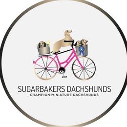 Alvin - Cream male Dachshund puppy in Ocala, Florida from Sugarbakers Kennel