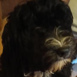 Jellybean - Black female Cavapoo puppy in East Providence, Rhode Island from Marta's Cavaliers