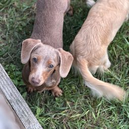Rebel Rose - Dachshund