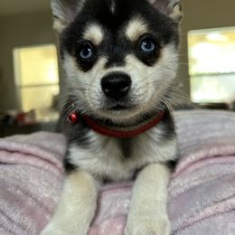 Alaskan Klee Kai Puppies from Lucky Charm Farms