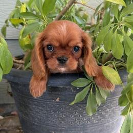 Tiny Ruby-for Warwick - Ruby female Cavalier King Charles Spaniel puppy in Temecula, California from Diamond Cavaliers