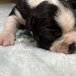 Boy 1 - Boston Terrier puppy from Southern Bulldogs