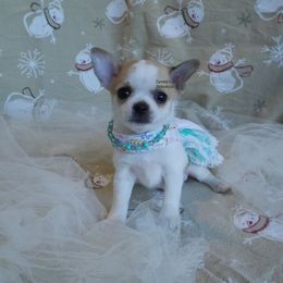 Sapphire - Blue and tan female Chihuahua puppy in Bois D Arc, Missouri from Carsten's Chihuahuas