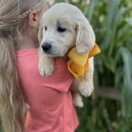 Mr Yellow - Light golden male Golden Retriever puppy in Nampa, Idaho from Farmhouse Goldens