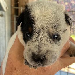 Girl 1- 3Pete - Blue Australian Cattle Dog puppy in Sebastopol, California from A Bar G Ranch ACDs