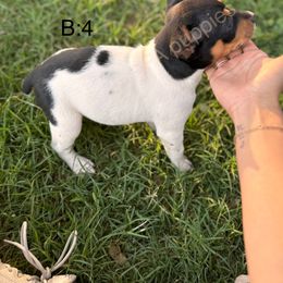Rat Terrier Puppies from FA puppies