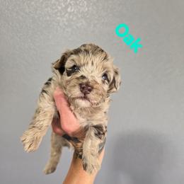 Oak - Red merle male Aussiedoodle puppy in Loveland, Colorado from A&L Ranch Aussiedoodles