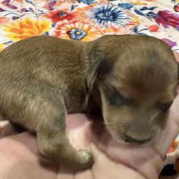 Taffy - Sable female Dachshund puppy in Cabool, Missouri from Dachshund's of Country Magic Farms in Missouri