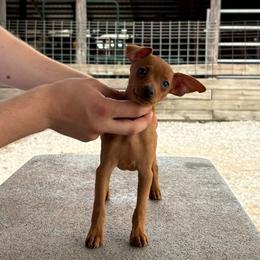Girl 1 - Red female Miniature Pinscher puppy in Claypool, Indiana from Valjalu’s Minianture Pinschers