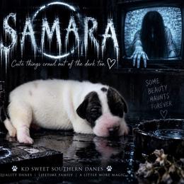 Samara - Brindle female Great Dane puppy in Montgomery, Texas from KD Sweet Southern Danes