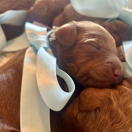 Brown - Red  male Goldendoodle puppy in Grand Blanc, Michigan from Perry Farm Doodles
