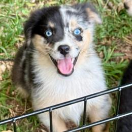 Rune - Blue merle male Miniature Australian Shepherd puppy in Patterson, North Carolina from DreamLine Aussies