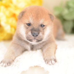 Henry -FULL REGISTRATION INCLUDED- - Red male Shiba Inu puppy in Neosho, Missouri from Kenny Cave K9s