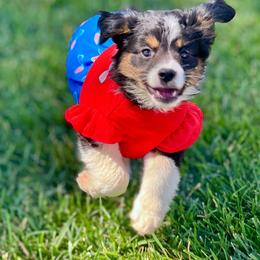 Onyx - Black tri female Miniature Australian Shepherd puppy in California from Eagle River Aussies